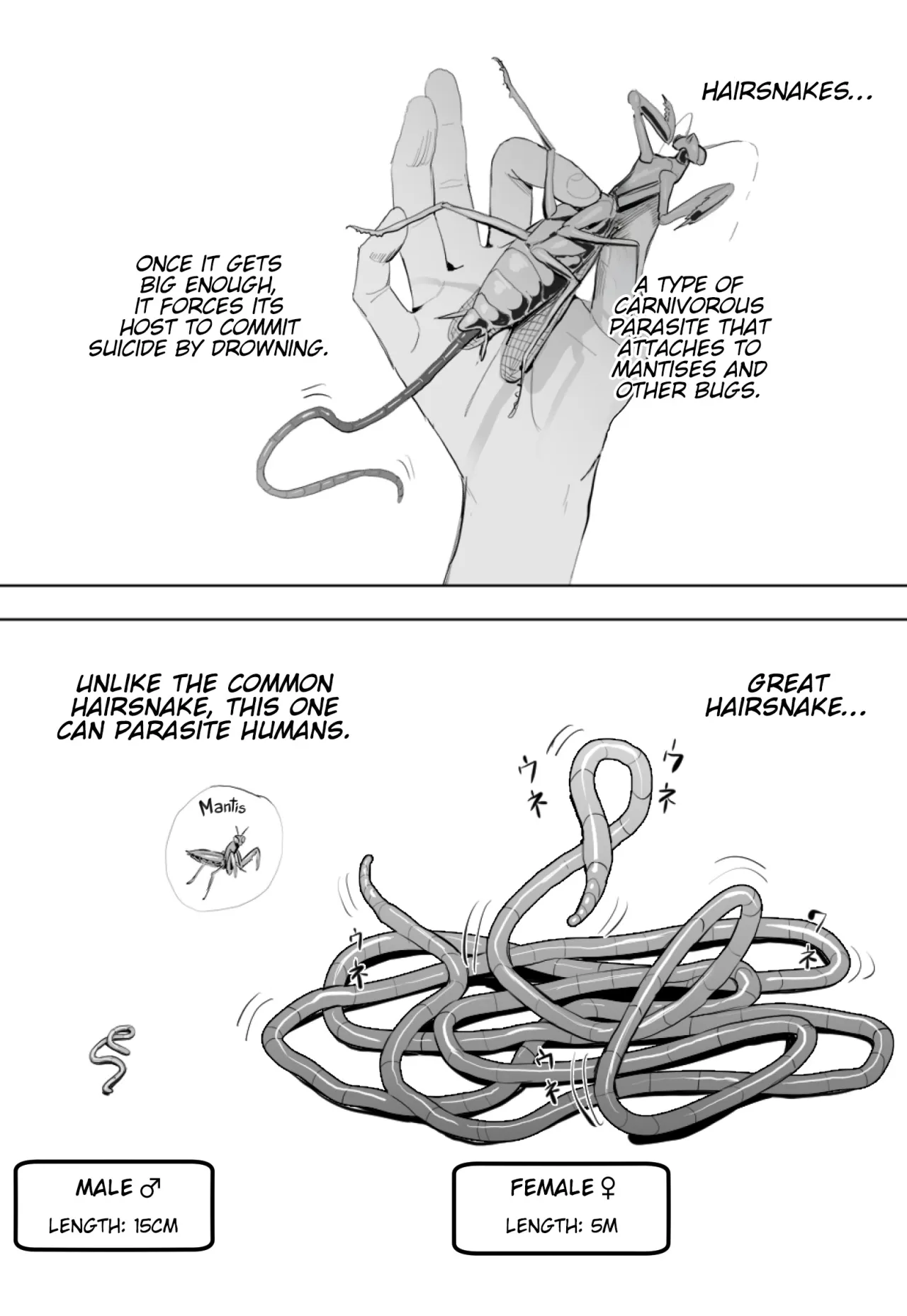 Oohariganemushi No Seitai 1